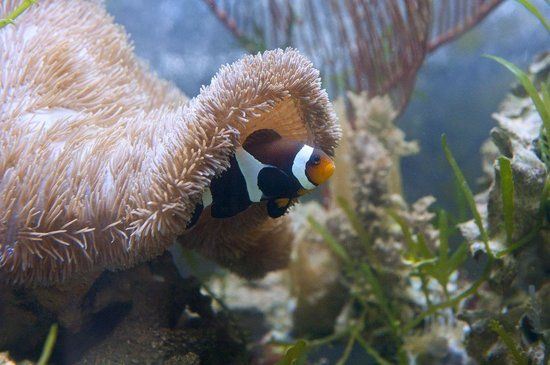 Indo-Pacific Marine Exhibition