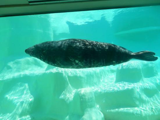 Musée de la Mer de Biarritz