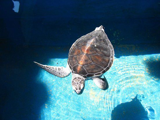 Mexikanisches Schildkrötenzentrum