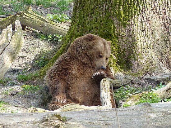 Wisentgehege Springe