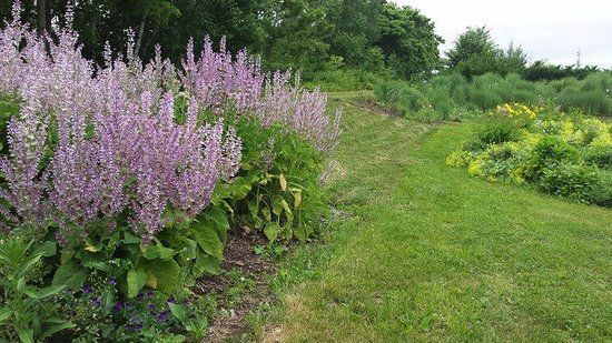 Tangled Garden