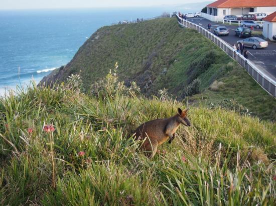 Arakwal-Nationalpark