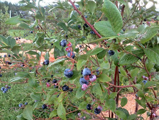 Lohninger's Heidelbeergarten