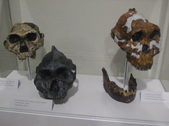 Museum der Anthropologie