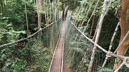 Canopy Walkway