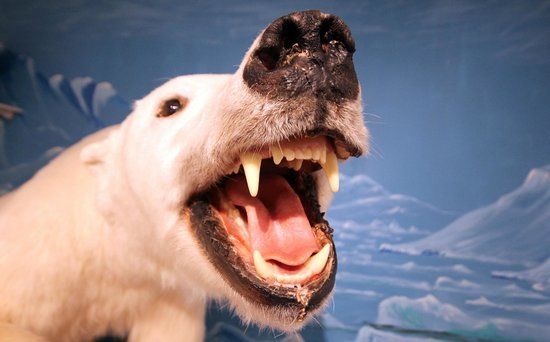 Hvoll Folk Museum of Dalvik Iceland